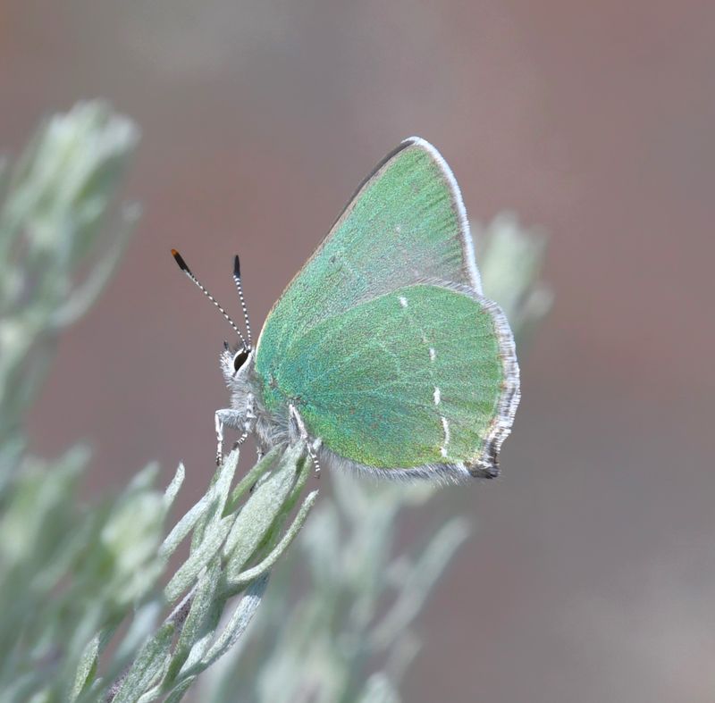 Sheridan's Green Elfin: Callophrys sheridanii