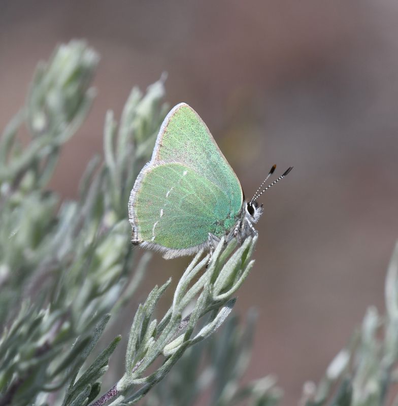 Sheridan's Green Elfin: Callophrys sheridanii