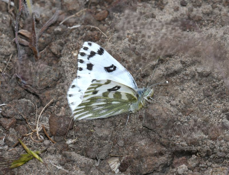 Becker's White: Pontia beckerii