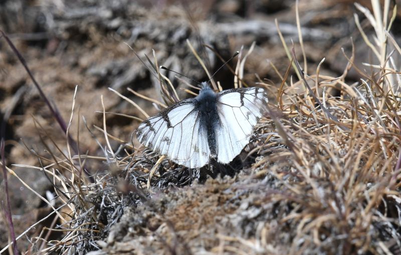 Spring White: Pontia sisymbrii