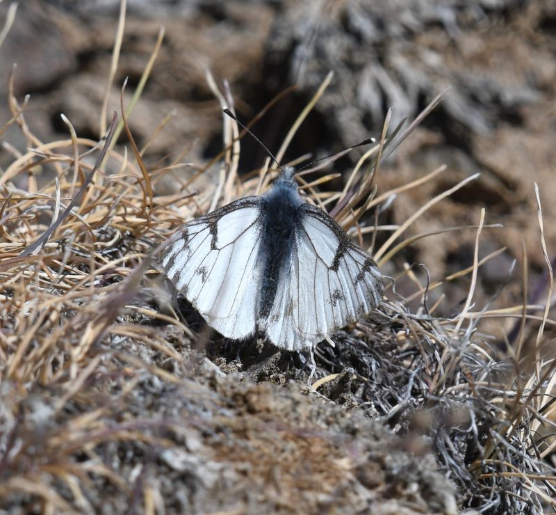 Spring White: Pontia sisymbrii