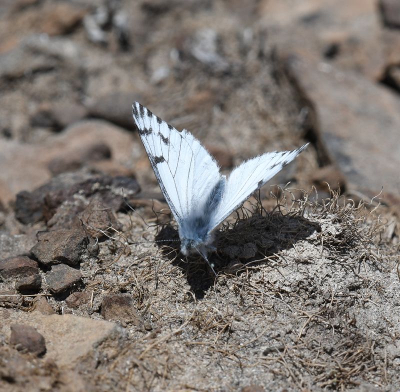 Spring White: Pontia sisymbrii