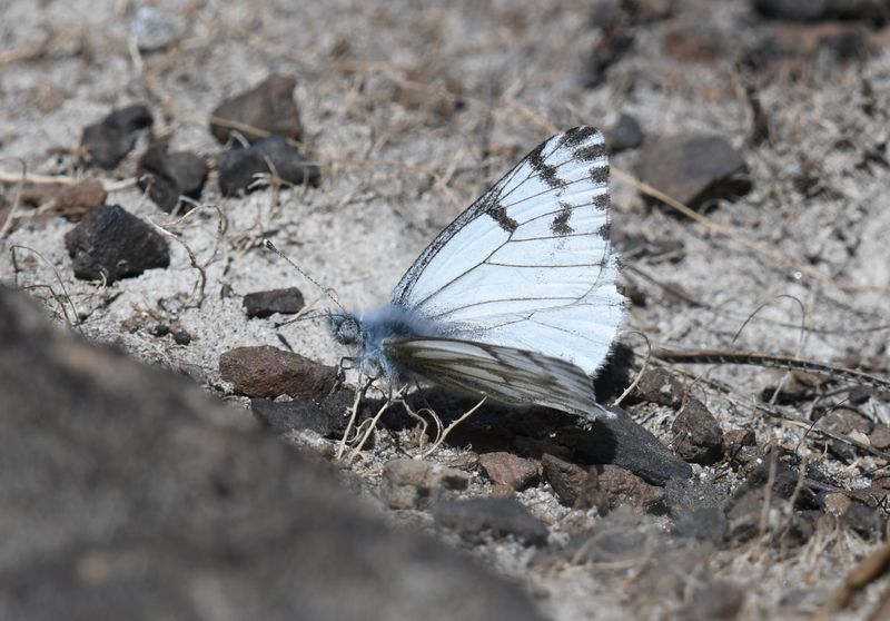 Spring White: Pontia sisymbrii