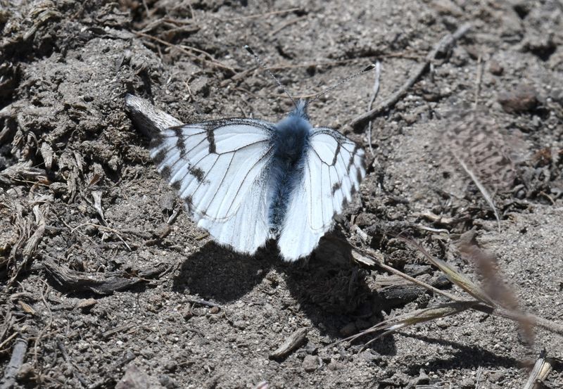 Spring White: Pontia sisymbrii