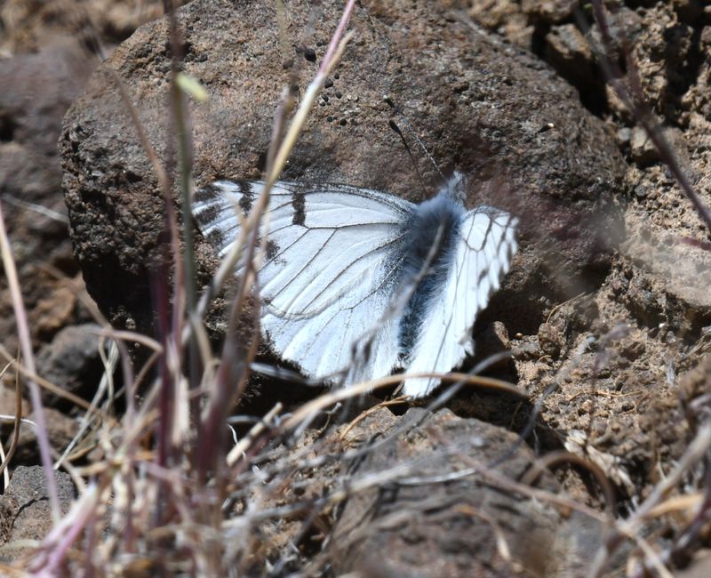Spring White: Pontia sisymbrii