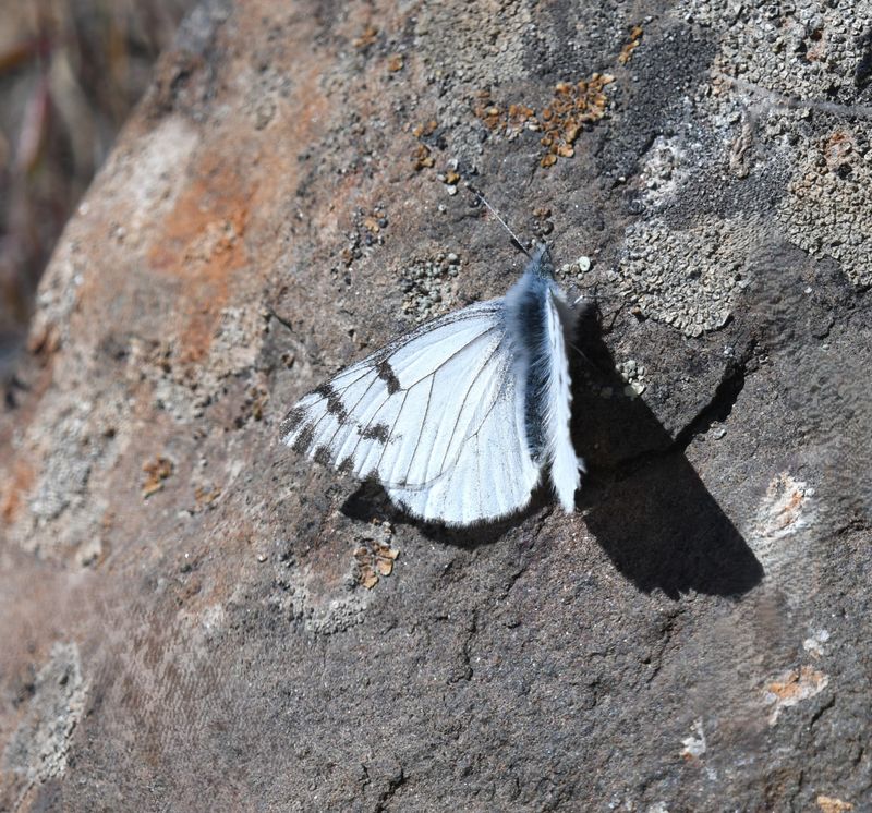 Spring White: Pontia sisymbrii