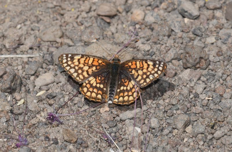 Sagebrush Northern Checkerspot: Chlosyne palla sterope