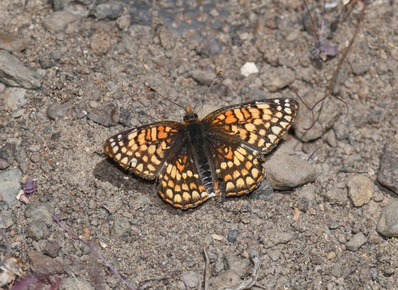 Sagebrush Northern Checkerspot: Chlosyne palla sterope