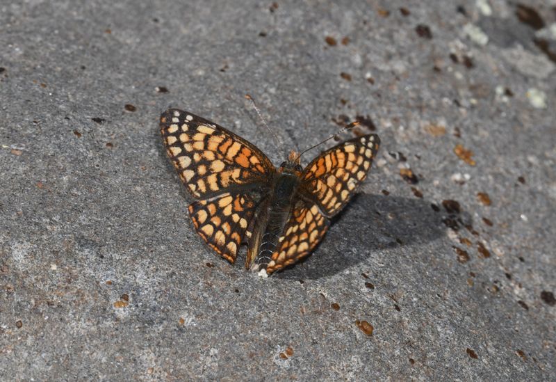 Sagebrush Northern Checkerspot: Chlosyne palla sterope