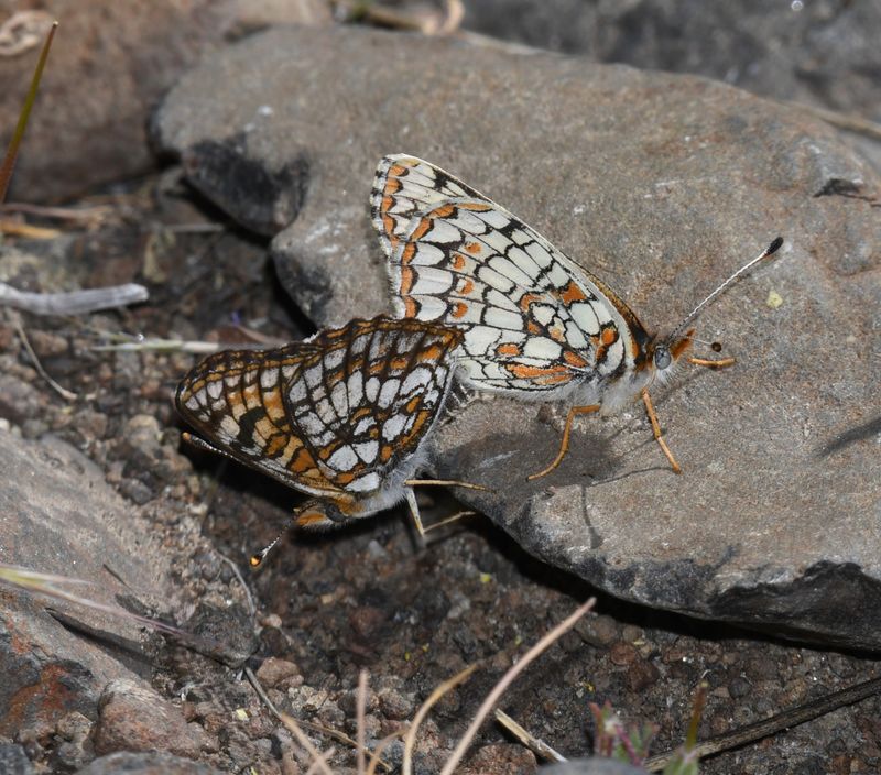 Sagebrush Northern Checkerspot: Chlosyne palla sterope
