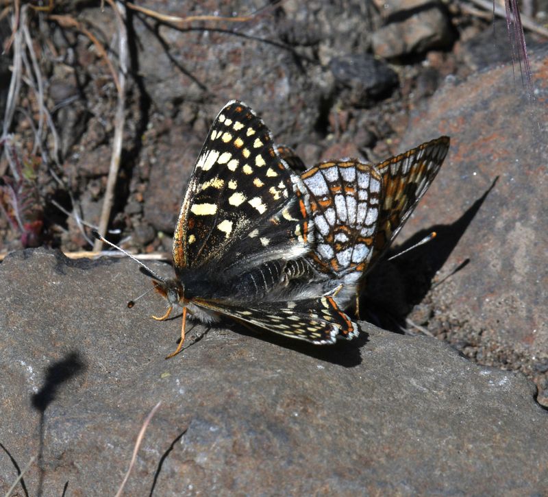 Sagebrush Northern Checkerspot: Chlosyne palla sterope