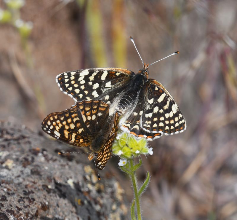 Sagebrush Northern Checkerspot: Chlosyne palla sterope