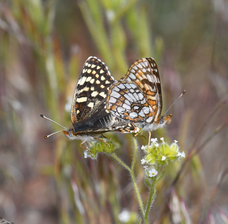 Sagebrush Northern Checkerspot: Chlosyne palla sterope