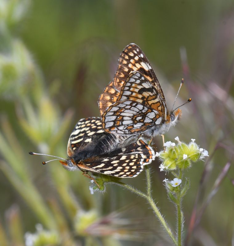 Sagebrush Northern Checkerspot: Chlosyne palla sterope