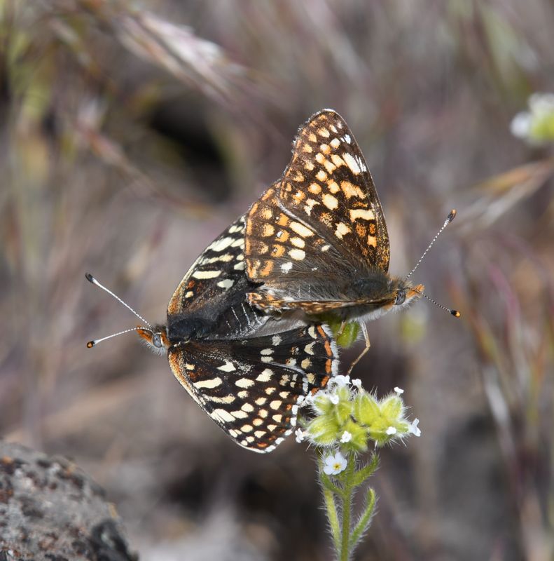 Sagebrush Northern Checkerspot: Chlosyne palla sterope