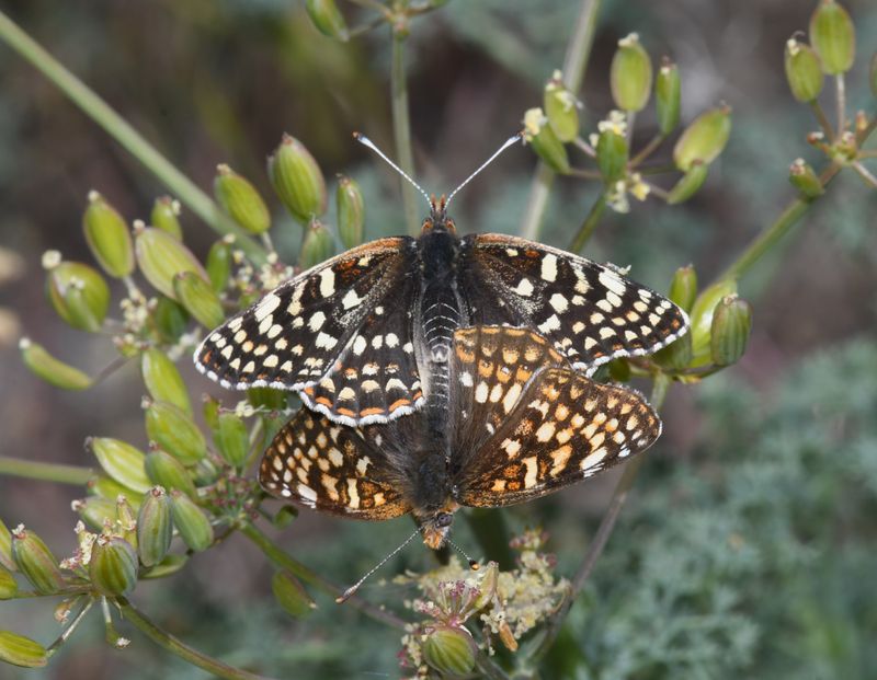 Sagebrush Northern Checkerspot: Chlosyne palla sterope