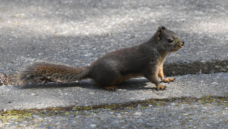Squirrel, Douglas's