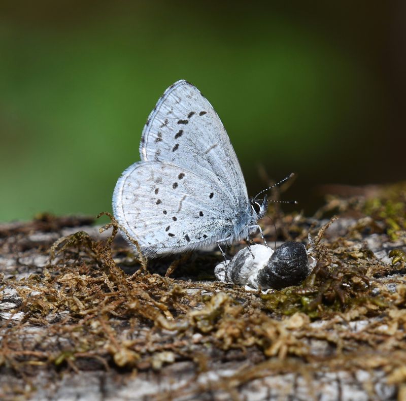 Echo Azure: Celastrina echo