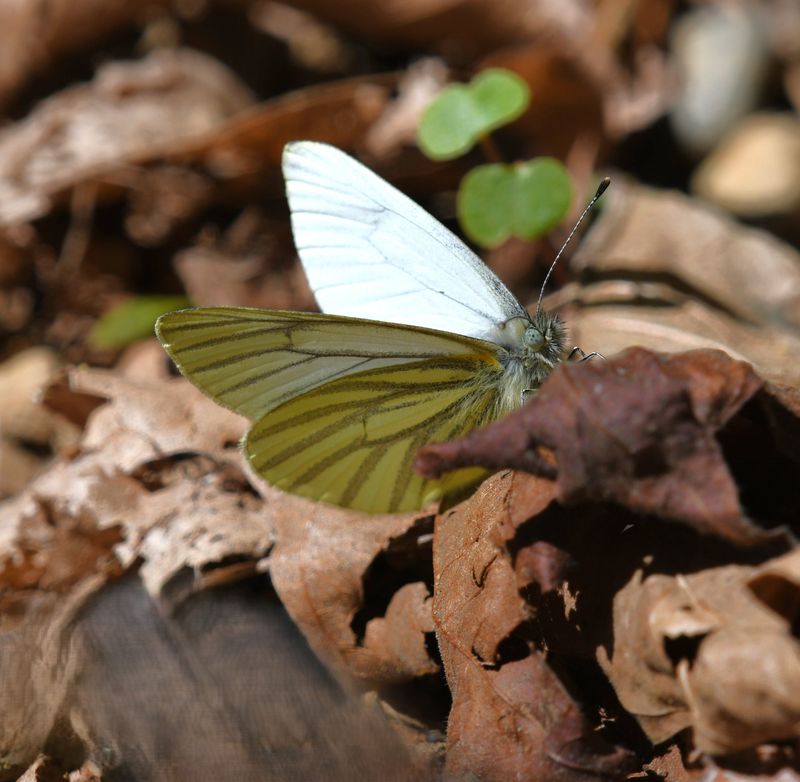Margined White: Pieris marginalis