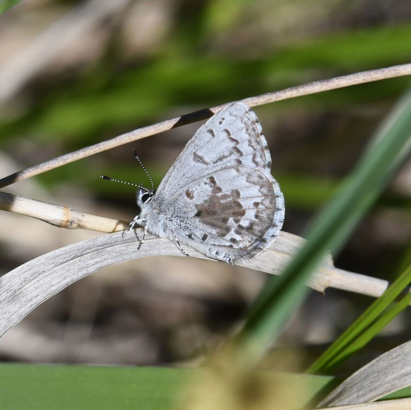 Asher's Blue: Celastrina asheri