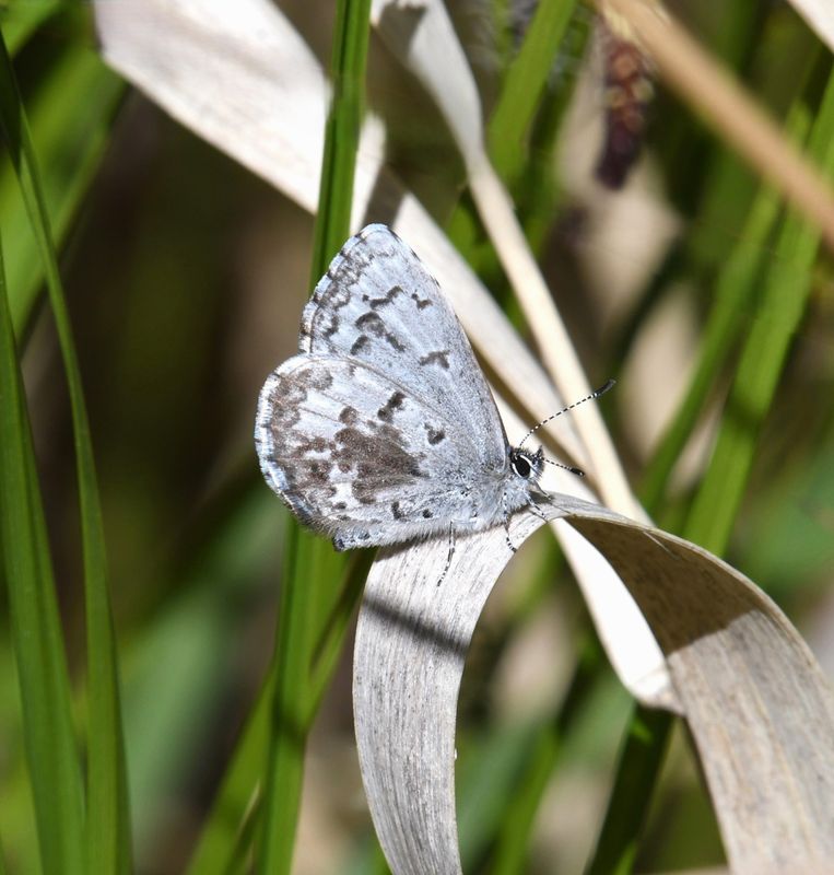 Asher's Blue: Celastrina asheri