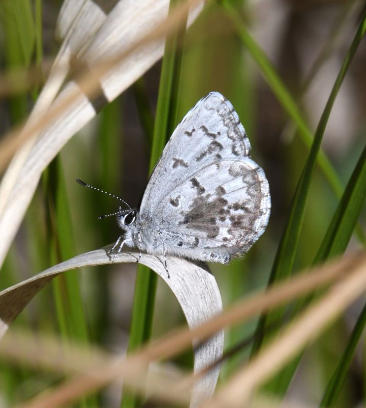 Asher's Blue: Celastrina asheri