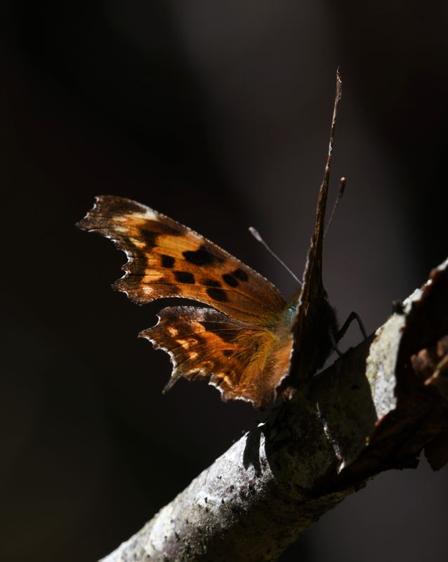 Oreas Anglewing: Polygonia oreas