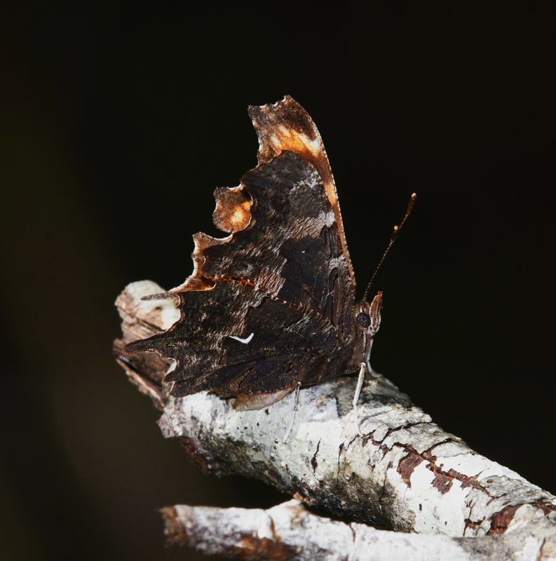 Oreas Anglewing: Polygonia oreas