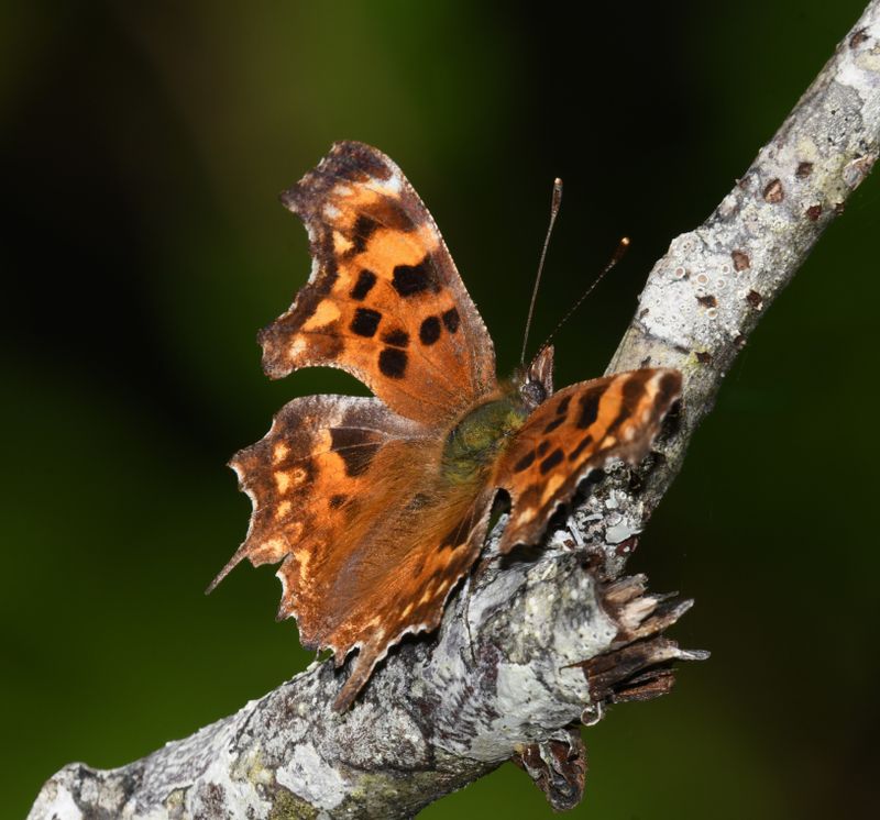 Oreas Anglewing: Polygonia oreas