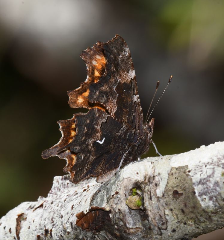 Oreas Anglewing: Polygonia oreas
