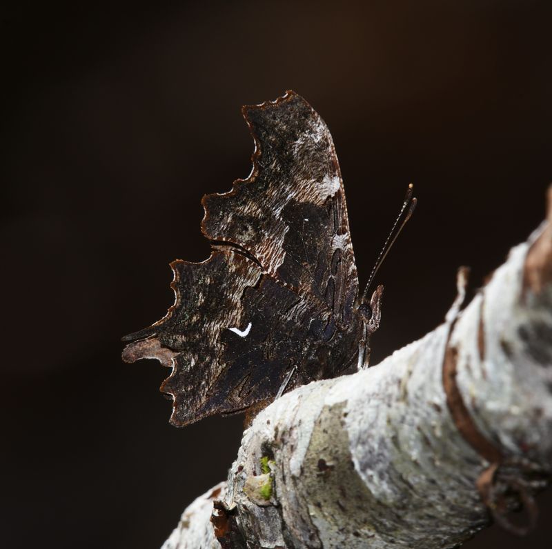 Oreas Anglewing: Polygonia oreas