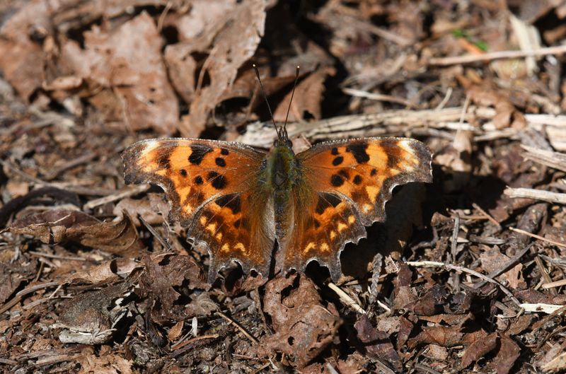 Oreas Anglewing: Polygonia oreas