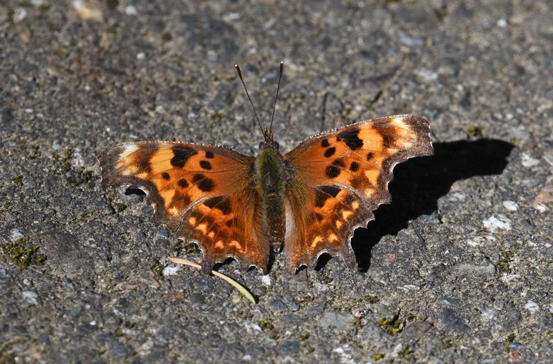 Anglewing, Oreas