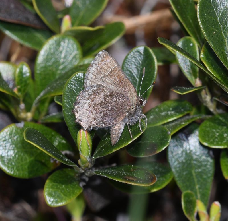 Hoary Elfin: Callophrys polios