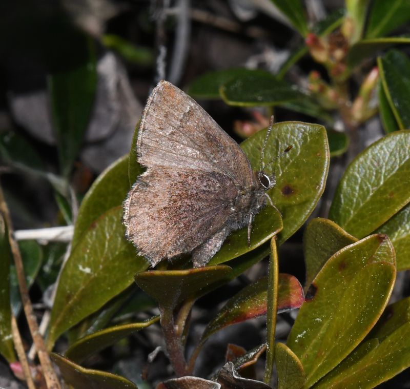 Hoary Elfin: Callophrys polios