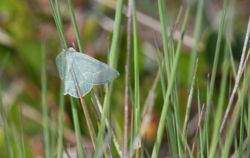 Moth