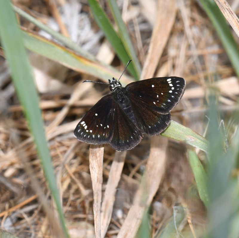 Common Sootywing: Pholisora catullus