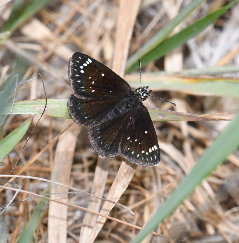 Common Sootywing: Pholisora catullus