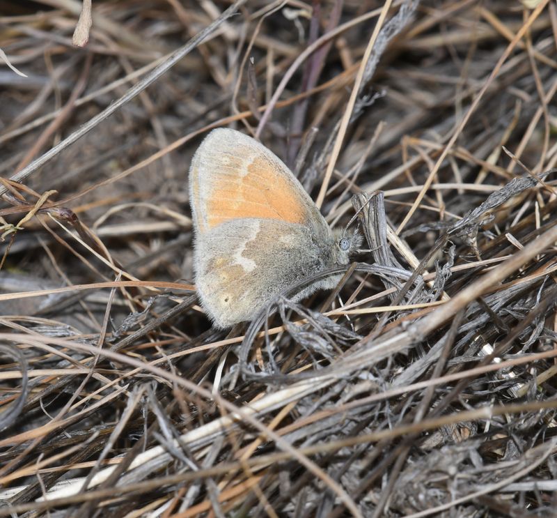 Ochre Ringlet: Coenonympha tullia