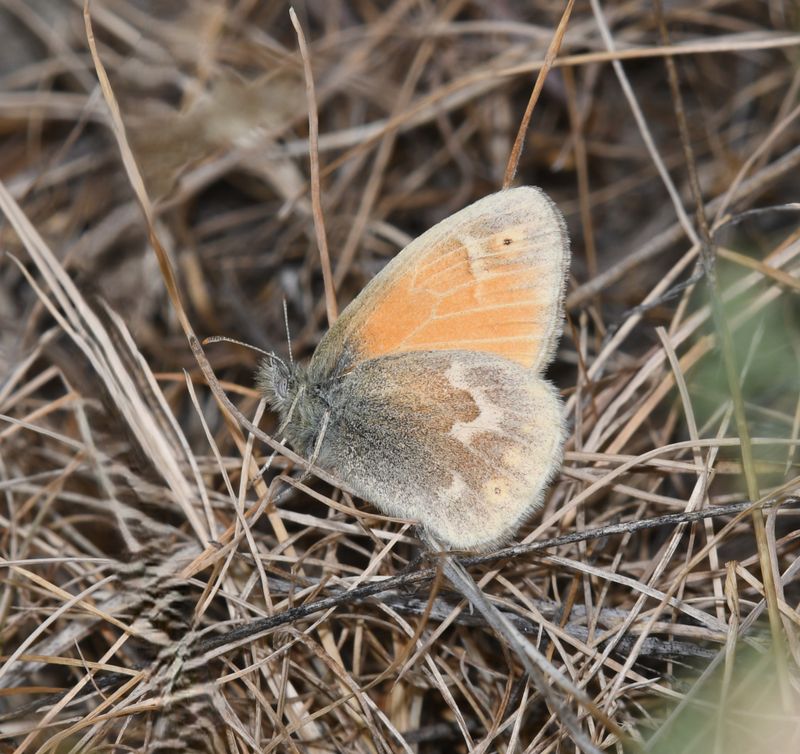 Ochre Ringlet: Coenonympha tullia