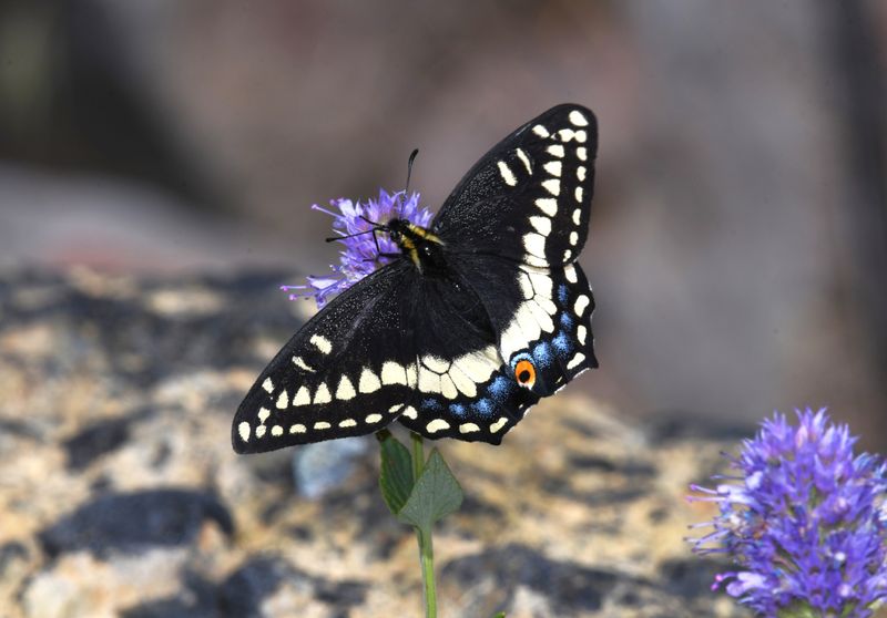 Indra Swallowtail: Papilio indra