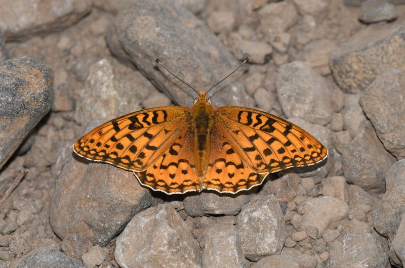 Coronis Fritillary: Speyeria coronis