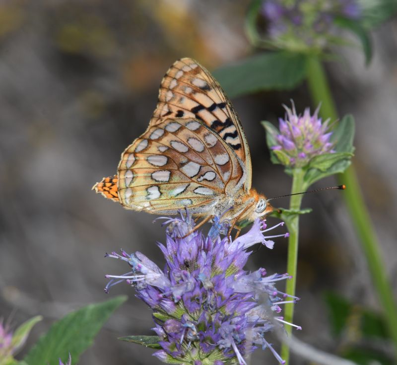 Coronis Fritillary: Speyeria coronis