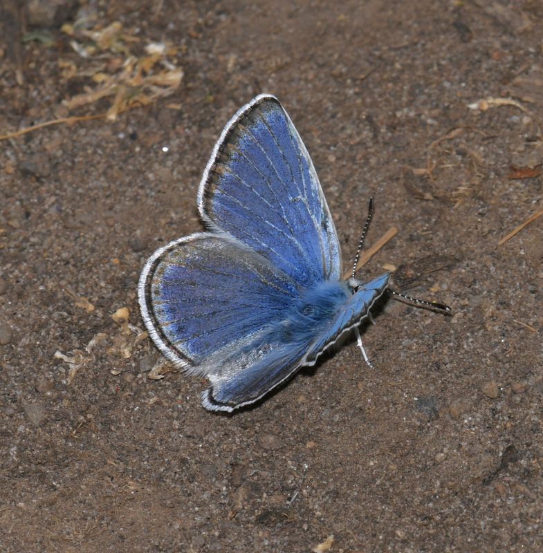 Boisduval's Blue: Icaricia icarioides