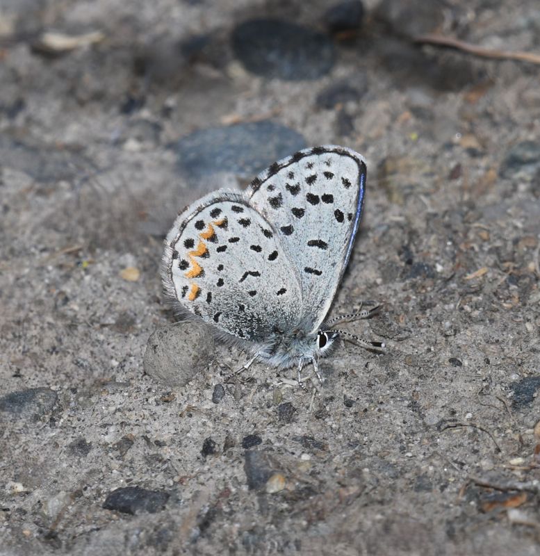 Columbia Blue: Euphilotes columbiae