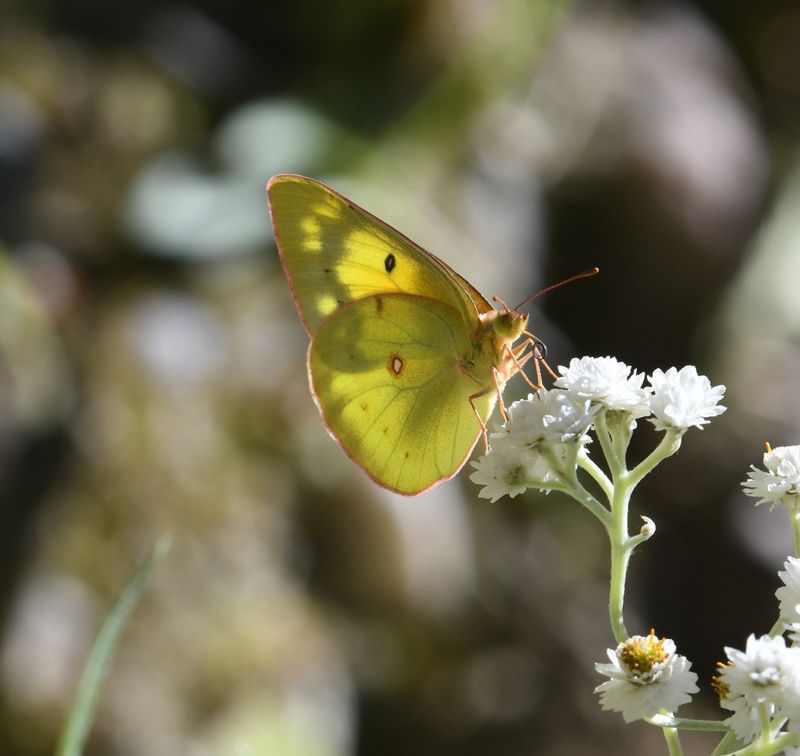 Orange Sulphur: Colias eurytheme