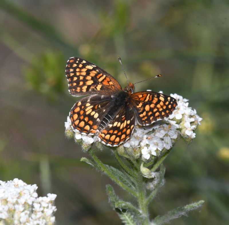 Sagebrush Northern Checkerspot: Chlosyne palla sterope