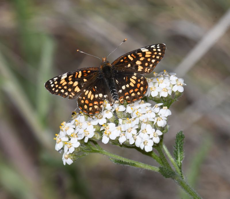 Sagebrush Northern Checkerspot: Chlosyne palla sterope