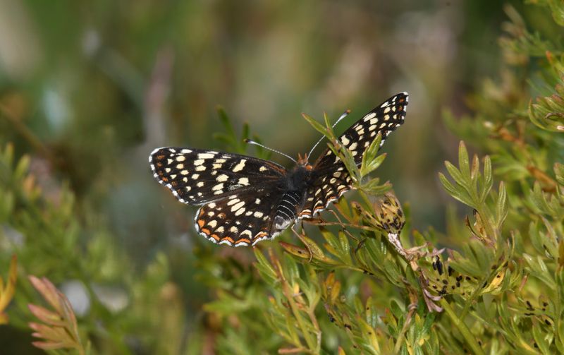 FOLDER: Checkerspot, Sagebrush -sterope-