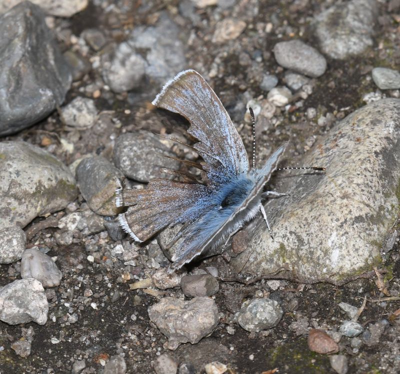 Puget Boisduval's Blue: Icaricia icarioides blackmorei